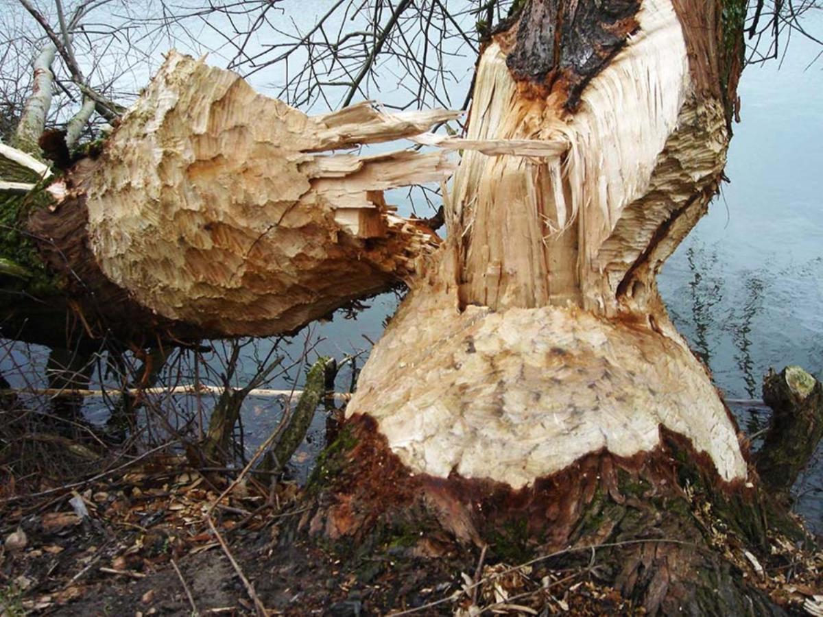 Gezinskamer Van Waard Van Kekerdom Bagian luar foto